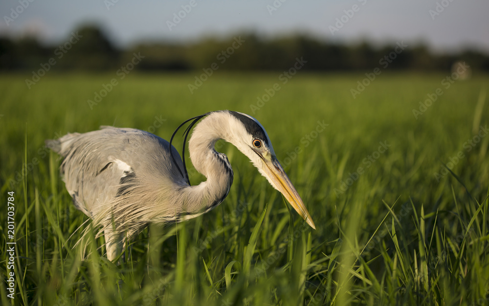 Fototapeta premium Grey heron (Ardea cinerea) close up portrait in sun during golden hour. Fish hunter with strong long beak watching prey in tall grass meadow. Natural scene of bird in wildlife. Diagonal composition.