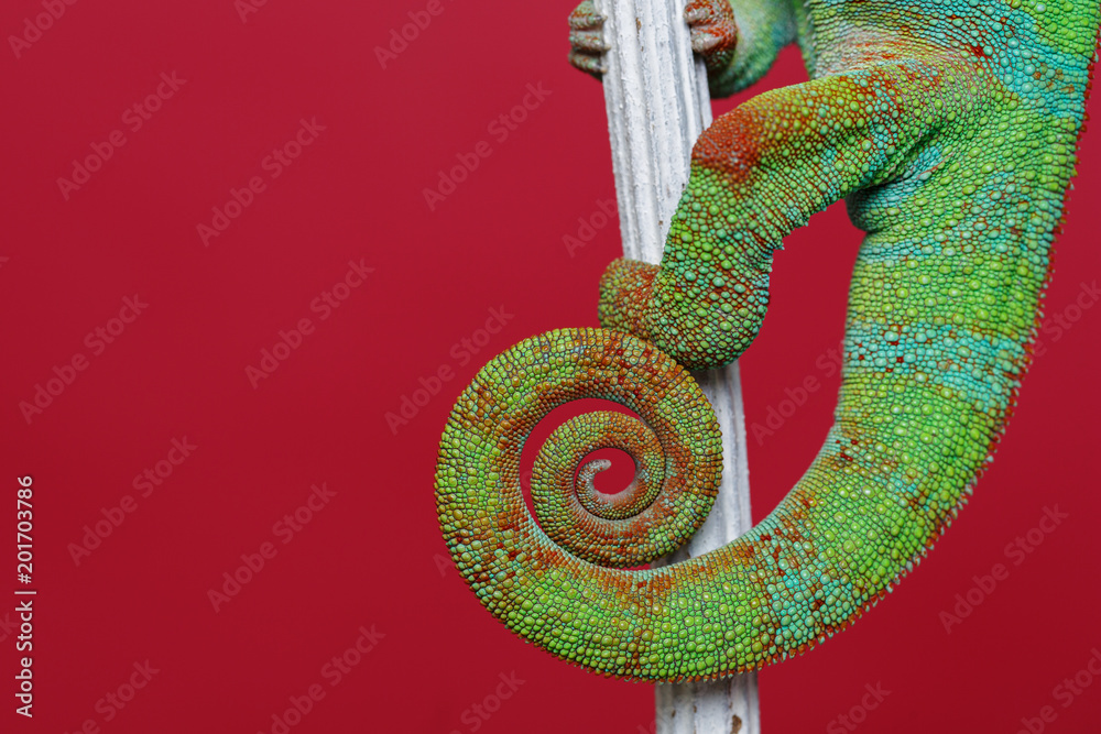 Naklejka premium alive chameleon reptile tail