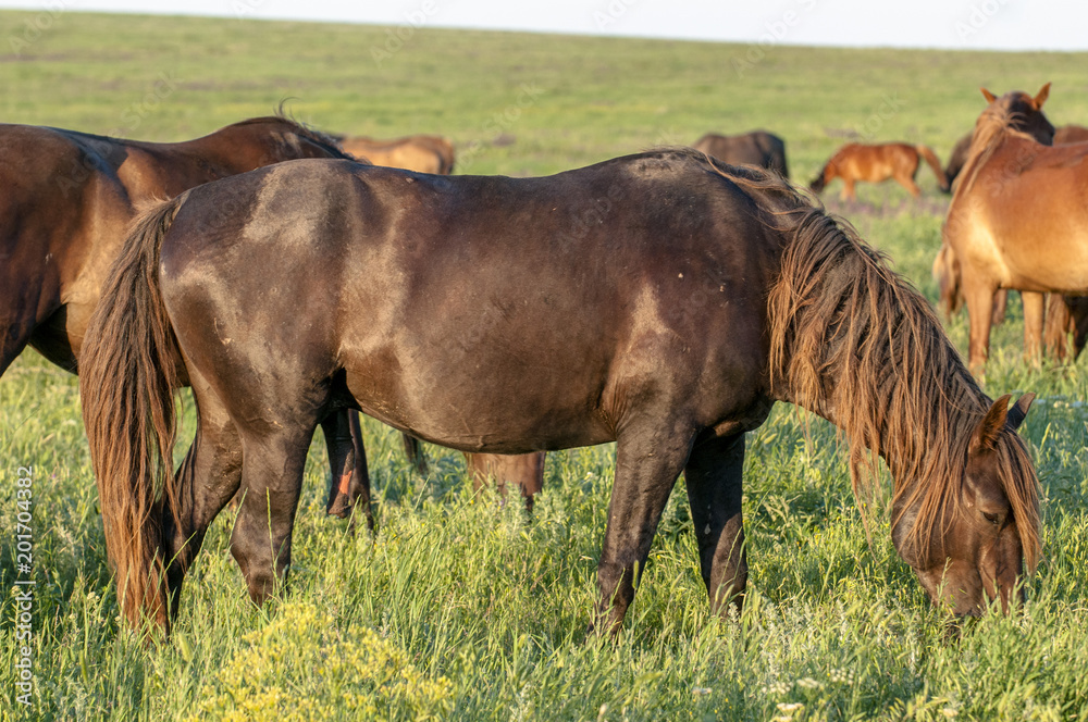 A herd of wild horses shown on Water island in atmospheric Rostov state reserve A herd of wild horses shown on Water island in atmospheric Rostov state reserve