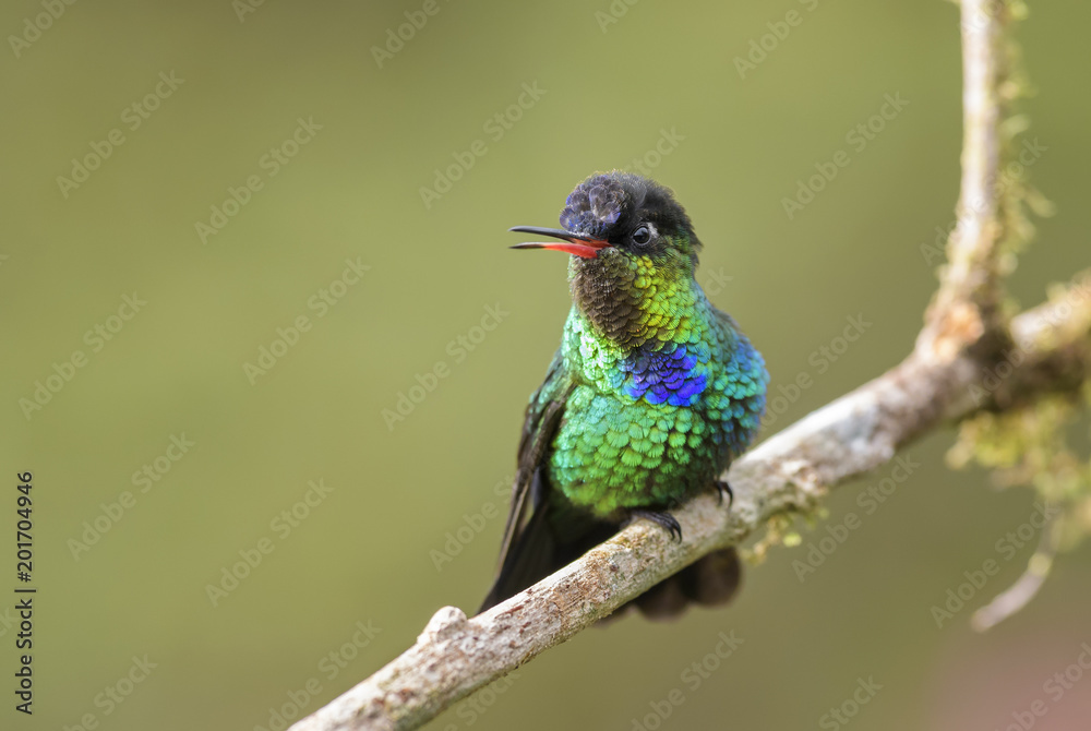 Fototapeta premium Fiery-throated Hummingbird - Panterpe insignis, beautiful colorful hummingbird from Central America forests, Costa Rica.