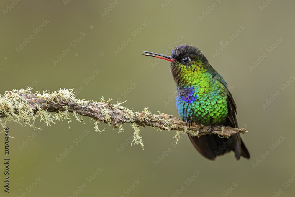 Fototapeta premium Fiery-throated Hummingbird - Panterpe insignis, beautiful colorful hummingbird from Central America forests, Costa Rica.