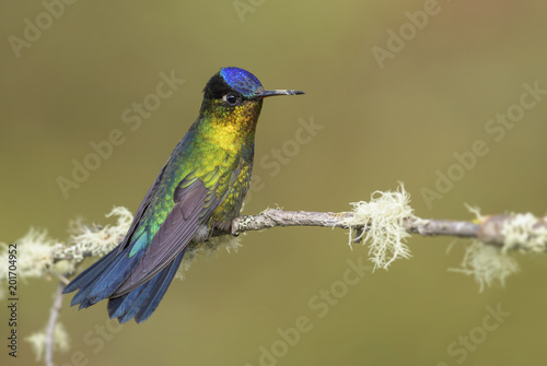 Fiery-throated Hummingbird - Panterpe insignis, beautiful colorful  hummingbird from Central America forests, Costa Rica.