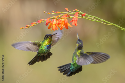 Fiery-throated Hummingbird - Panterpe insignis, beautiful colorful hummingbird from Central America forests, Costa Rica.