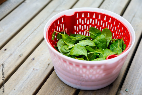 Fresh Spinach in a salad spinner bowl on old dark wooden table, top view, copy space