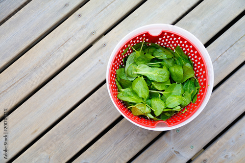 Fresh Spinach in a salad spinner bowl on old dark wooden table, top view, copy space