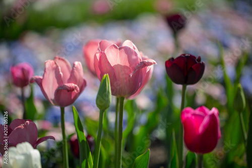 Fototapeta Naklejka Na Ścianę i Meble -  Tulips in the sunshine, tulips in the flowerbed