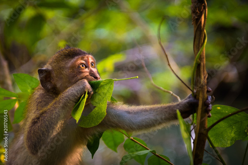 Portrait of a funny macaque monkey in Thailand  photo