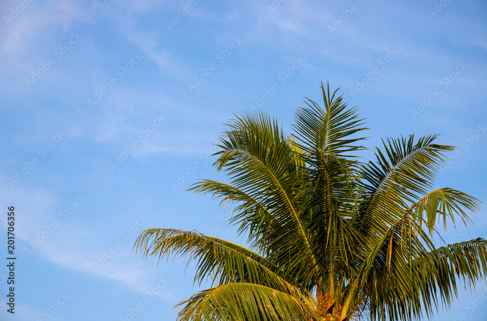Coco palm tree crown on sky photo. Tropical vacation postcard. Exotic island holiday. Coco palm tree crown on sky photo. Tropical vacation postcard. Exotic island holiday.