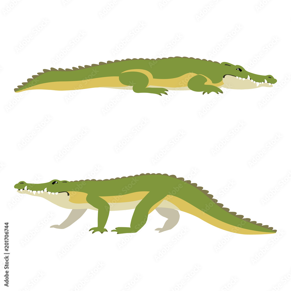 Fototapeta premium Ilustracja wektorowa leżenia i chodzenia krokodyle na białym tle