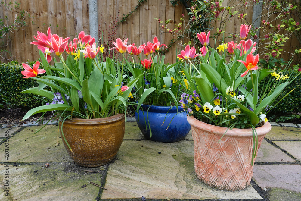 Spring flowers in pots in the garden