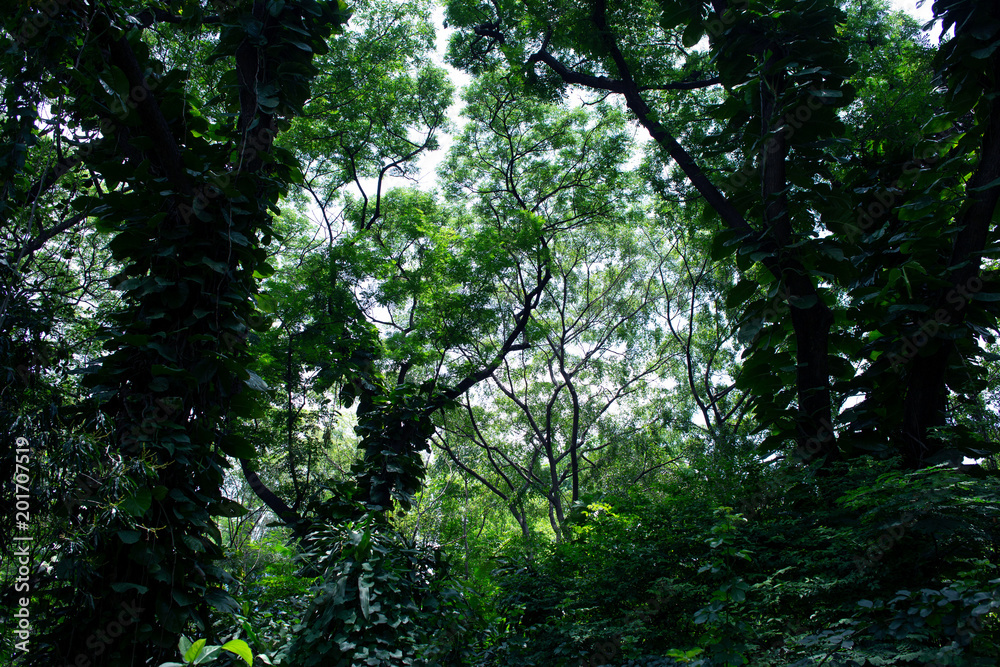 Fototapeta premium Green forest background in Thailand