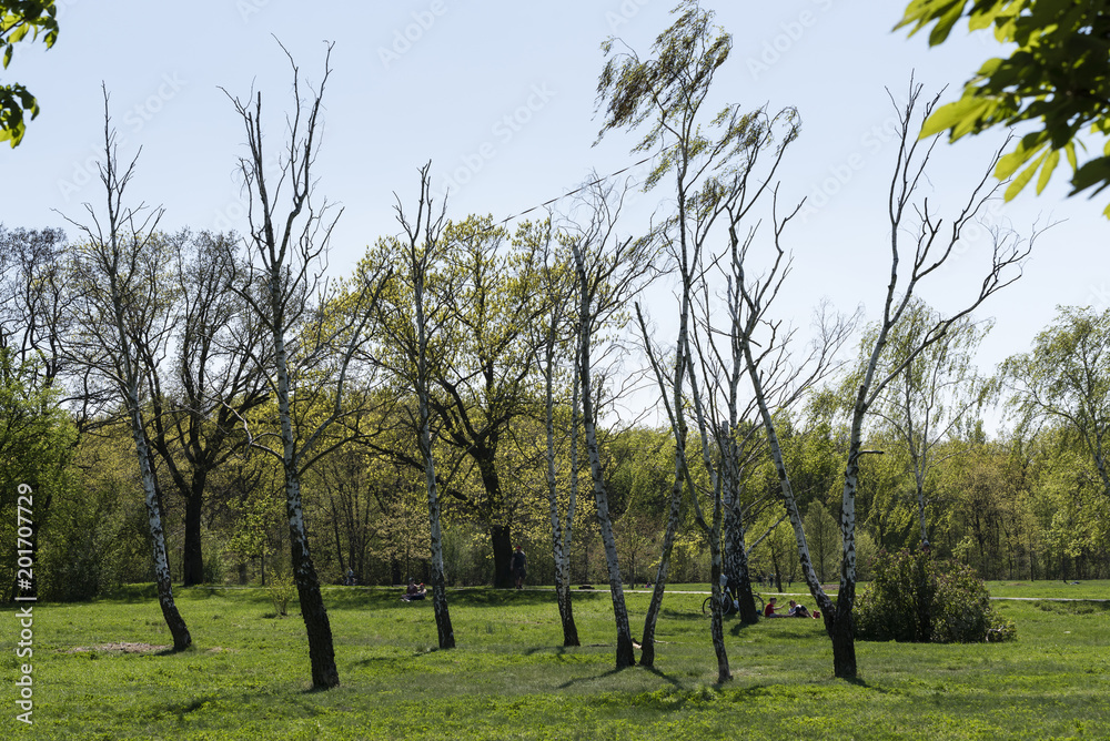 Birken im Park, schöne grüne Wiese, Frühling im Park, Tote Birken