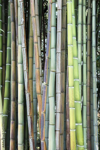 natural bamboo  veritical picture of wood branches  