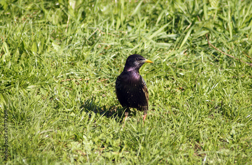 Obraz na płótnie Common starling in a grass w salonie