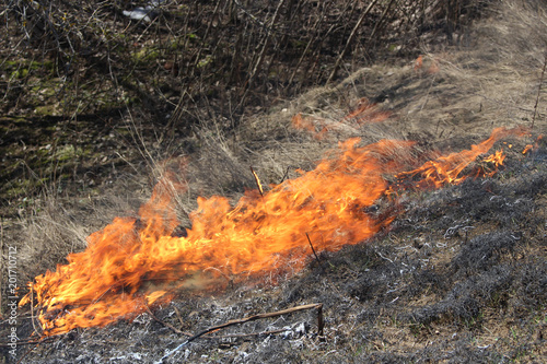 Grass fire in the spring field. Burning of old vegetation