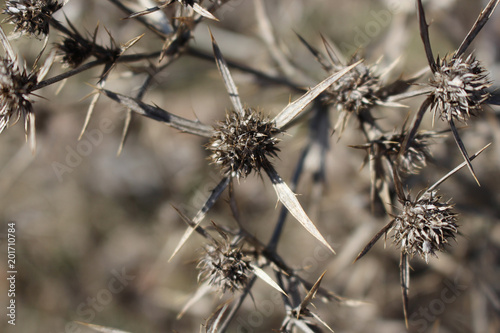 Withered Eryngium campestre macro photo. Field eryngo flowers © Andrii