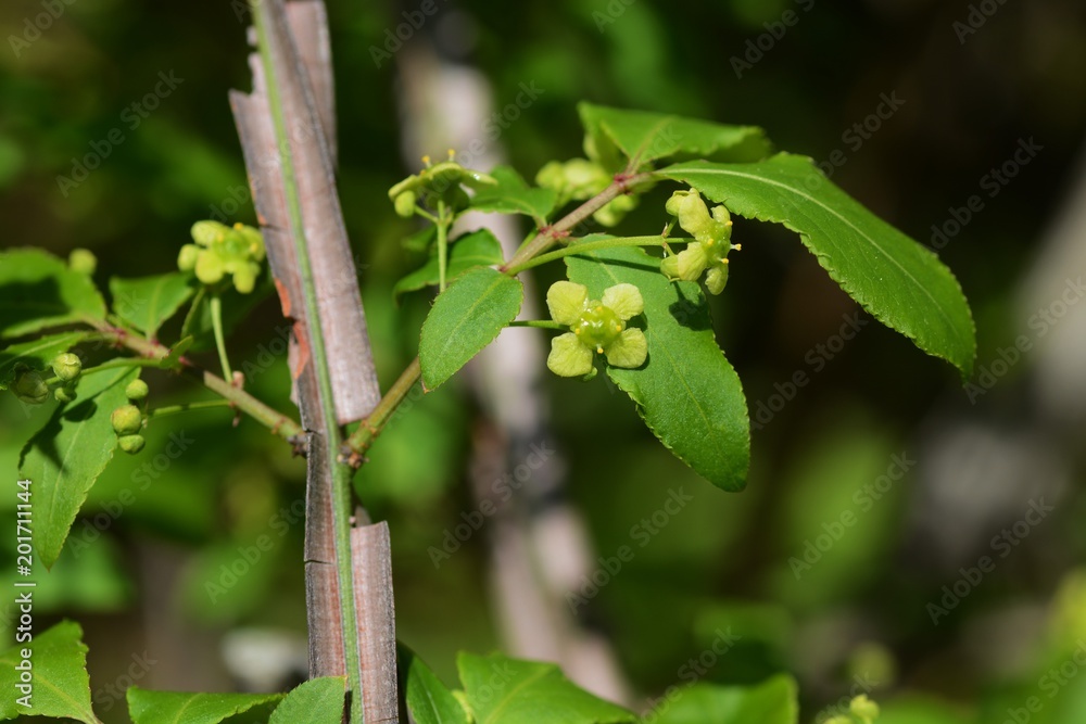 Flowers of Euonymus Flowers of Euonymus