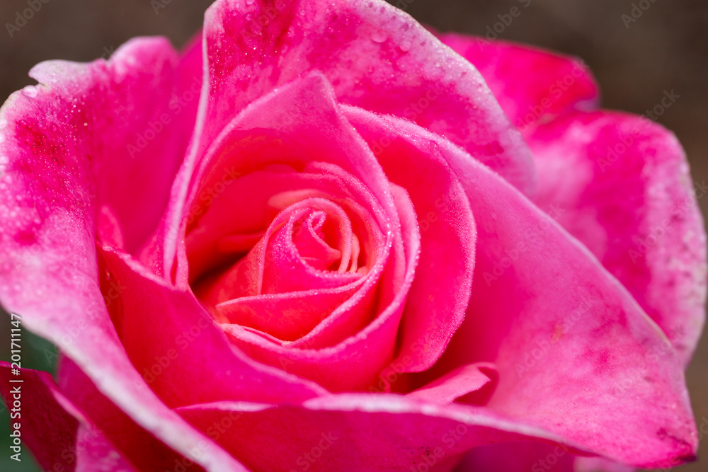 薔薇6 薔薇6