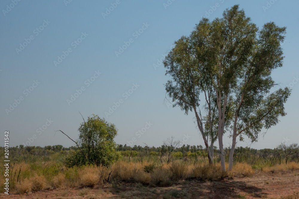 Flat outback landscape with grass and a tree in the outback of the Northern Territory in Australia Flat outback landscape with grass and a tree in the outback of the Northern Territory in Australia