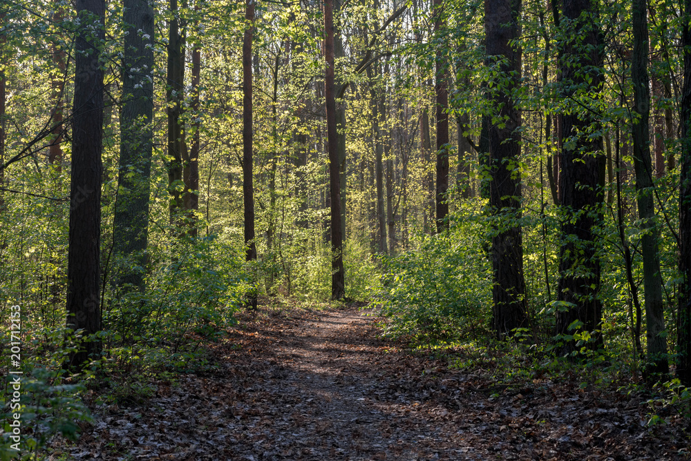 Obraz premium footpath in spring forest