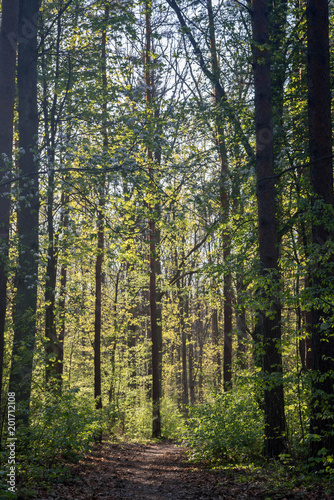 footpath in spring forest © aga7ta