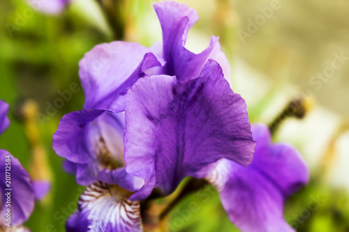 The iris flower