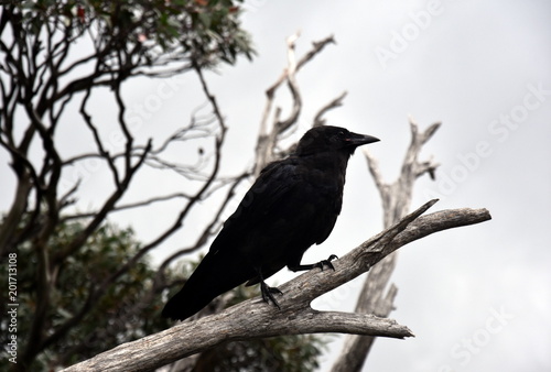 Close up of a black crow sitting on a dead tree branch with cloudy sky and out of focus branches in the background.