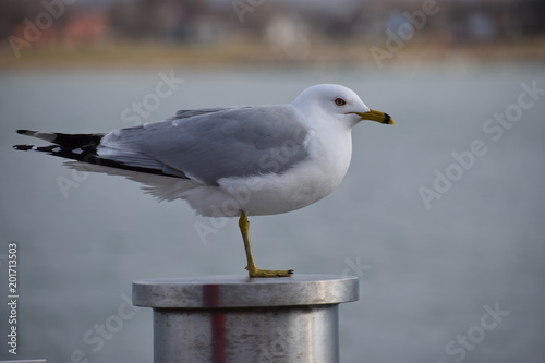 Closeup of a beautiful seagull standing on a metal pillar on a lake in Toronto, Canada