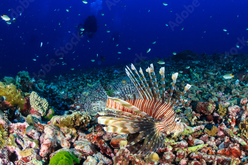 Distant SCUBA divers behind a colorful lionfish on a colorful tropical coral reef