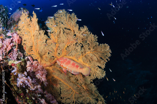 Colorful Coral Grouper next to a large seafan on a tropical coral reef