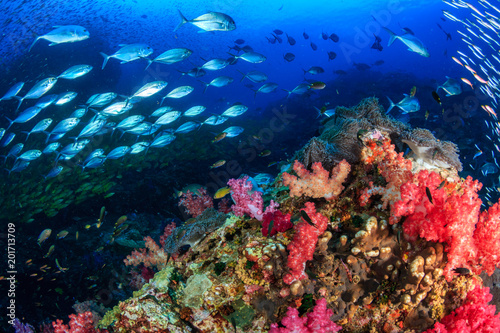 A vibrant, colorful tropical coral reef (Richelieu Rock, Thailand)