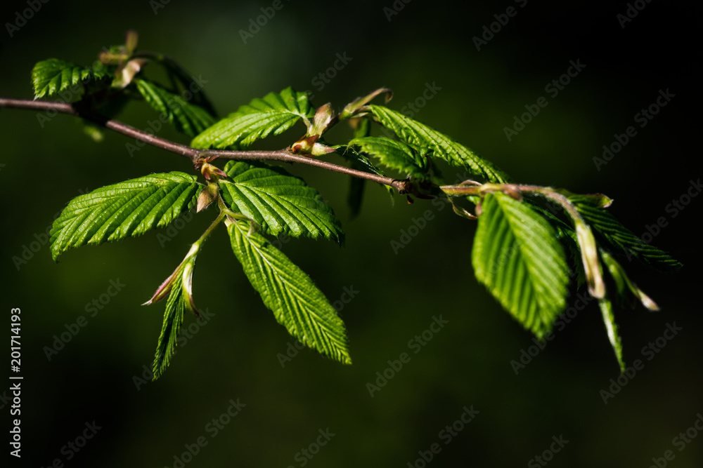 leaves leaves