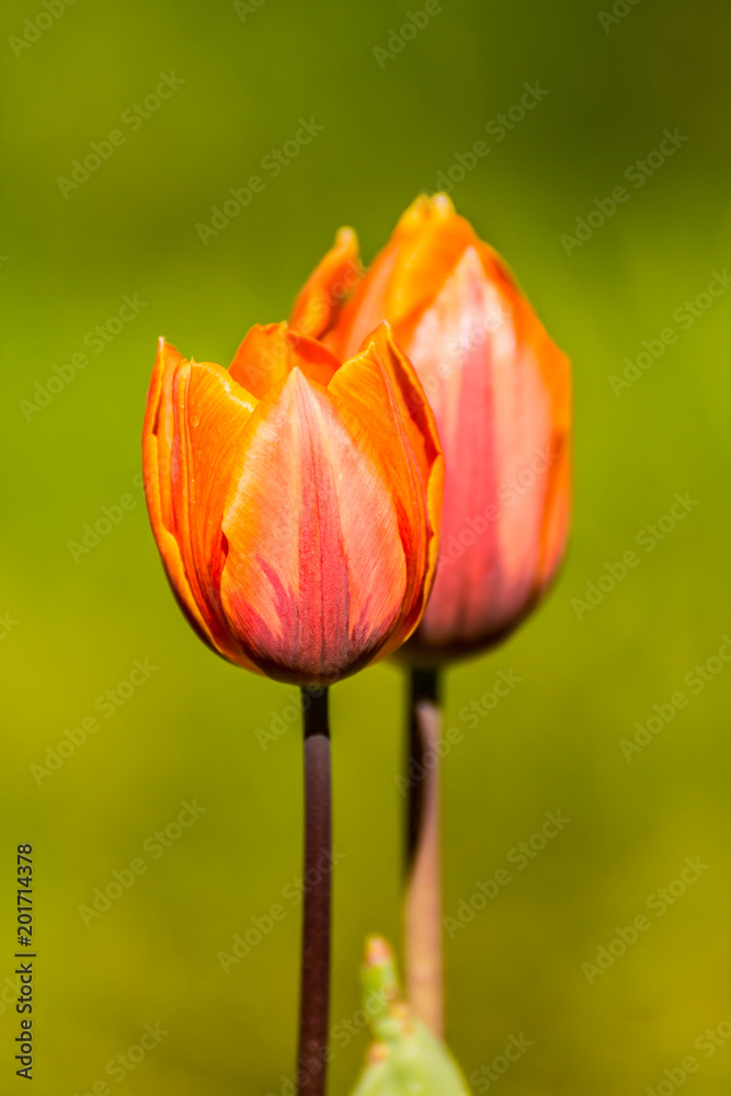 Tulips, tulipa blooming in spring time, dyed with a wide variety of colors Tulips, tulipa blooming in spring time, dyed with a wide variety of colors
