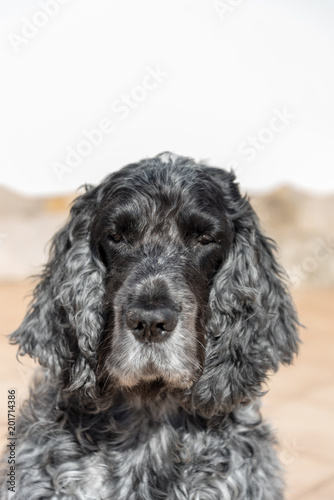 cocker
