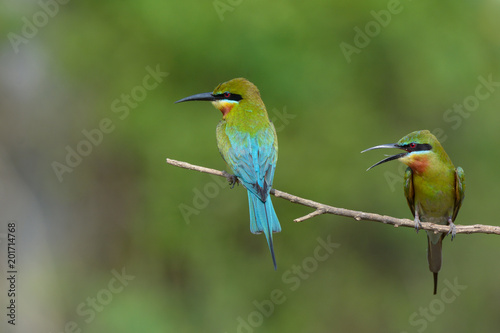 Blue-tailed bee-eater in meadow