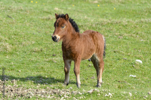 Poney  race Shetland  Equus caballus  Iles Shetland  Grande Bretagne
