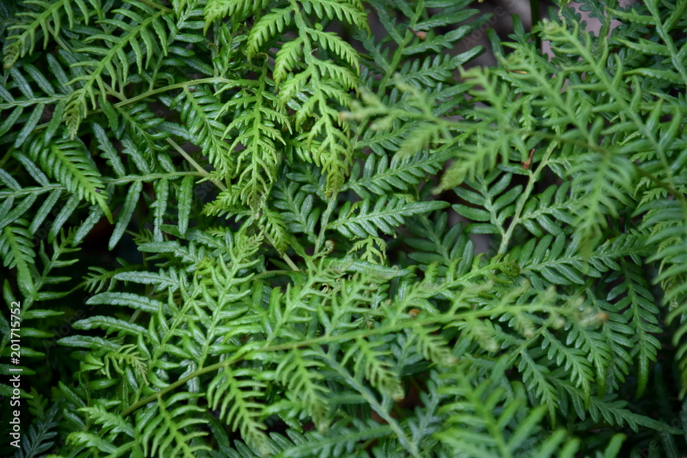 Ferns and other plants of the forest. Natural fern leaf decor closeup photo. Tropical greenery top view. Fern leaf pattern. Green foliage with green fern leaf.