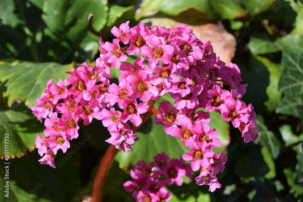 Pink Bergenia flowers macro shot in early spring lit by sun Pink Bergenia flowers macro shot in early spring lit by sun