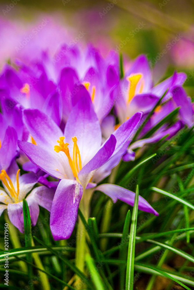 Crocus, plural crocuses or croci is a genus of flowering plants in the iris family. A single crocus, a bunch of crocuses, a meadow, close-up