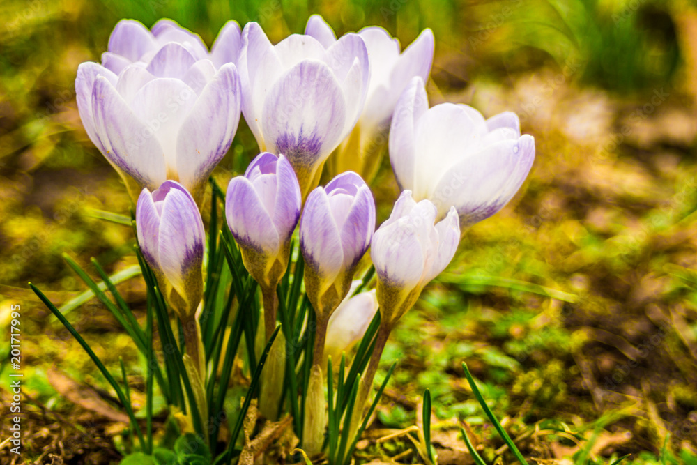 Crocus, plural crocuses or croci is a genus of flowering plants in the iris family. A single crocus, a bunch of crocuses, a meadow, close-up Crocus, plural crocuses or croci is a genus of flowering plants in the iris family. A single crocus, a bunch of crocuses, a meadow, close-up