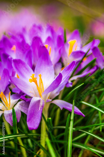 Crocus, plural crocuses or croci is a genus of flowering plants in the iris family. A single crocus, a bunch of crocuses, a meadow, close-up