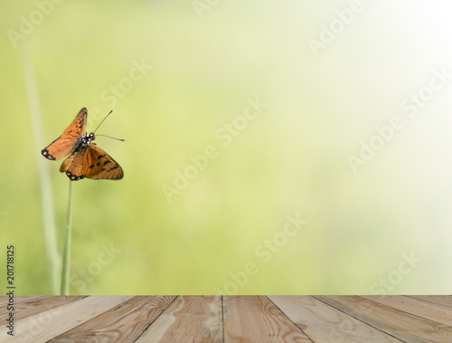 Beautiful butterfly and wooden floor with blur background