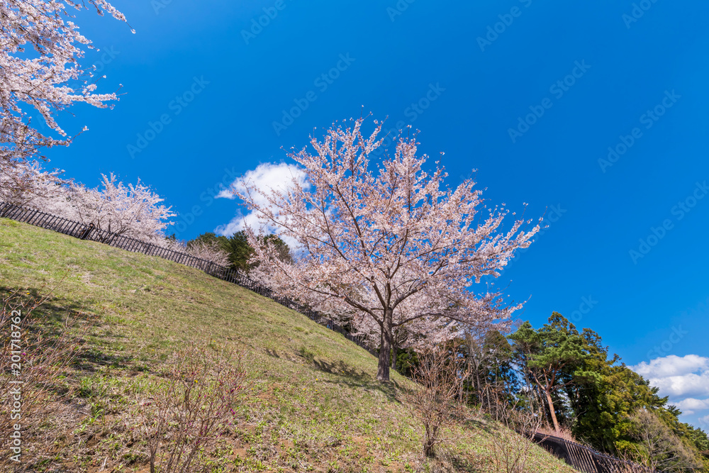 桜咲く新倉山浅間公園の春