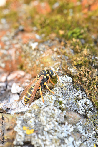 macro portrait of wasp sitting on the tree wood