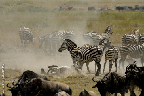 migration serengetie
