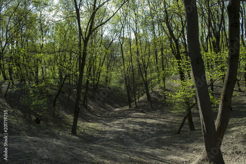 Fototapeta Naklejka Na Ścianę i Meble -  Spring forest landscape.