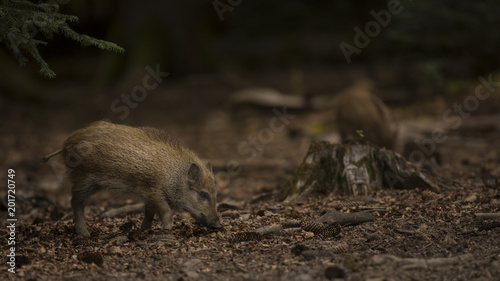 Close up young wild boar Sus scrofa calm piggy looking for nutriment in dark wood. Wildlife tranquil scene with long furry animal. Strong nose and well smell sense to search food for omnivorous mammal
