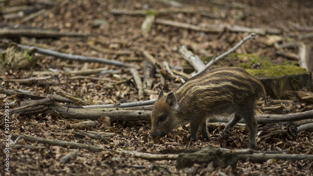 Close up young wild boar Sus scrofa calm piggy looking for nutriment in dark wood. Wildlife tranquil scene with long furry animal. Strong nose and well smell sense to search food for omnivorous mammal Close up young wild boar Sus scrofa calm piggy looking for nutriment in dark wood. Wildlife tranquil scene with long furry animal. Strong nose and well smell sense to search food for omnivorous mammal