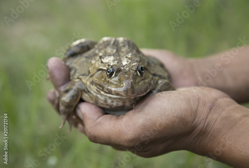 Frog in a man's hand.