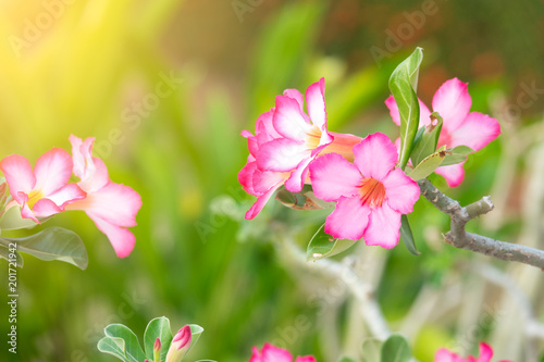 Flower of Desert rose flower or Mock Azalea or Pinkbignonia or Impala lily